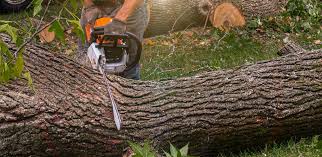 Lawn Renovation and Restoration in Mcadoo, PA