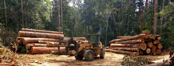 How Our Tree Care Process Works  in  Mcadoo, PA