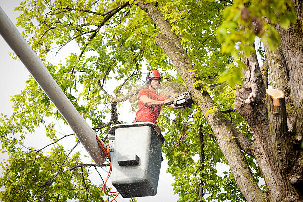 Mcadoo, PA Tree Care Company